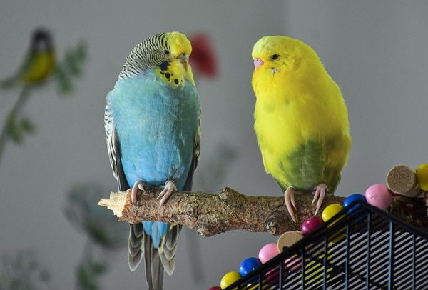 budgie-fr-exchange