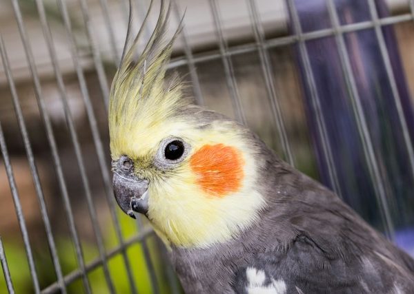 cockatiels1