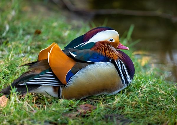 mandarin-duck_nigeria